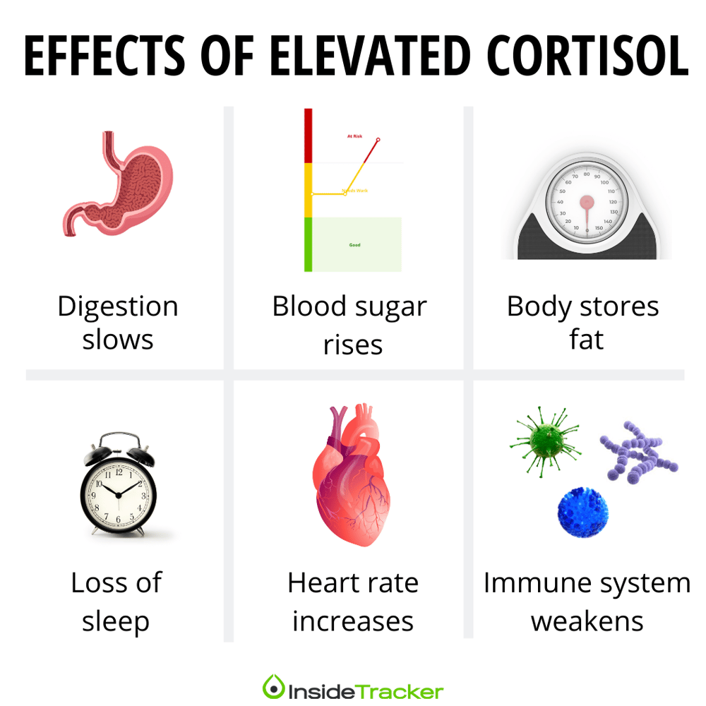 Cortisol Effect On The Immune System